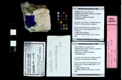 Foto (Objekt + Etikett) von Galatheites aiola (Robins, Feldmann, Schweitzer & Bonde, 2016)  (NHMW-GEO-1990-0041-3128)